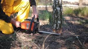 Reliable Innsbrook, VA Tree Services Solutions