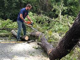 Best Palm Tree Trimming  in Innsbrook, VA