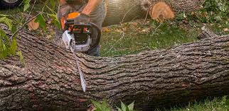 Best Lawn Maintenance Plans  in Innsbrook, VA