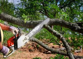 How Our Tree Care Process Works  in  Innsbrook, VA