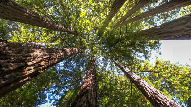 Best Tree Disease Treatment  in Innsbrook, VA