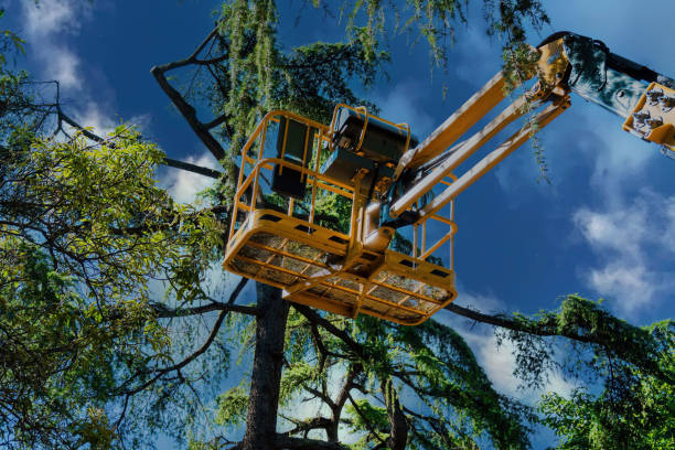 Best Palm Tree Trimming  in Innsbrook, VA