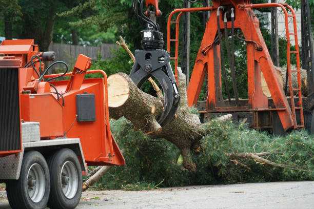 Best Storm Damage Tree Cleanup  in Innsbrook, VA