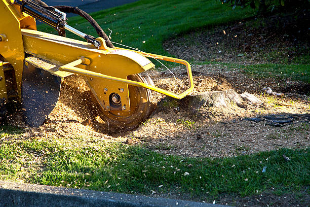 Best Utility Line Clearance  in Innsbrook, VA